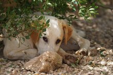 MANOLO, Hund, Mischlingshund in Italien - Bild 42