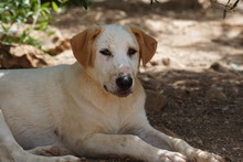 MANOLO, Hund, Mischlingshund in Italien - Bild 43