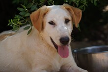 MANOLO, Hund, Mischlingshund in Italien - Bild 44
