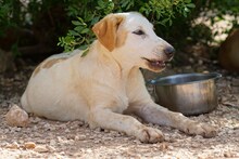 MANOLO, Hund, Mischlingshund in Italien - Bild 45