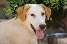 MANOLO, Hund, Mischlingshund in Italien - Bild 46