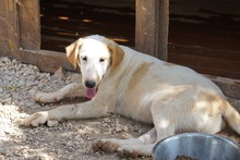 MANOLO, Hund, Mischlingshund in Italien - Bild 48