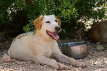 MANOLO, Hund, Mischlingshund in Italien - Bild 49