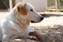 MANOLO, Hund, Mischlingshund in Italien - Bild 5