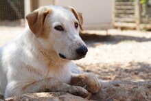 MANOLO, Hund, Mischlingshund in Italien - Bild 7