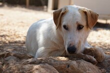 MANOLO, Hund, Mischlingshund in Italien - Bild 8