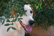 MANOLO, Hund, Mischlingshund in Italien - Bild 9