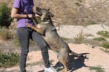 MAYA, Hund, Deutscher Schäferhund-Mix in Spanien - Bild 25