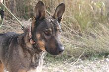 MAYA, Hund, Deutscher Schäferhund-Mix in Spanien - Bild 5