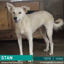 STAN, Hund, Mischlingshund in Rumänien