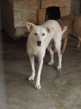 STAN, Hund, Mischlingshund in Rumänien - Bild 3