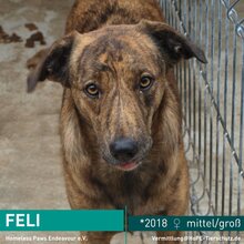 FELI, Hund, Mischlingshund in Rumänien - Bild 1