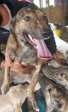 FELI, Hund, Mischlingshund in Rumänien - Bild 10