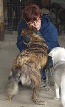 FELI, Hund, Mischlingshund in Rumänien - Bild 11