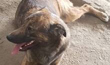FELI, Hund, Mischlingshund in Rumänien - Bild 13