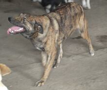 FELI, Hund, Mischlingshund in Rumänien - Bild 14