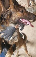 FELI, Hund, Mischlingshund in Rumänien - Bild 15