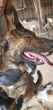 FELI, Hund, Mischlingshund in Rumänien - Bild 18