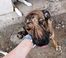 FELI, Hund, Mischlingshund in Rumänien - Bild 19