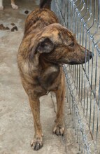 FELI, Hund, Mischlingshund in Rumänien - Bild 2