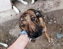 FELI, Hund, Mischlingshund in Rumänien - Bild 20