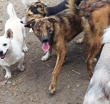 FELI, Hund, Mischlingshund in Rumänien - Bild 22