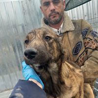 FELI, Hund, Mischlingshund in Rumänien - Bild 26