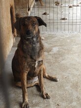 FELI, Hund, Mischlingshund in Rumänien - Bild 3