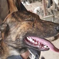 FELI, Hund, Mischlingshund in Rumänien - Bild 8