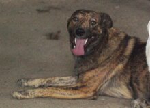 FELI, Hund, Mischlingshund in Rumänien - Bild 9