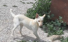 TINTIN, Hund, Mischlingshund in Spanien - Bild 1