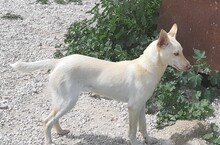 TINTIN, Hund, Mischlingshund in Spanien - Bild 2