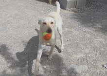 TINTIN, Hund, Mischlingshund in Spanien - Bild 3