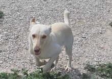 TINTIN, Hund, Mischlingshund in Spanien - Bild 6