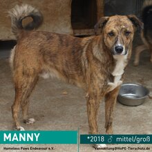 MANNY, Hund, Mischlingshund in Rumänien - Bild 1