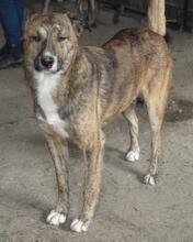 MANNY, Hund, Mischlingshund in Rumänien - Bild 10