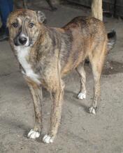 MANNY, Hund, Mischlingshund in Rumänien - Bild 11