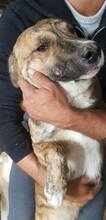 MANNY, Hund, Mischlingshund in Rumänien - Bild 12