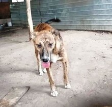 MANNY, Hund, Mischlingshund in Rumänien - Bild 14