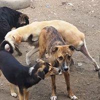 MANNY, Hund, Mischlingshund in Rumänien - Bild 17