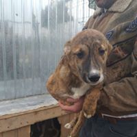 MANNY, Hund, Mischlingshund in Rumänien - Bild 19