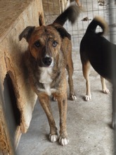 MANNY, Hund, Mischlingshund in Rumänien - Bild 2