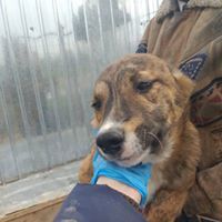 MANNY, Hund, Mischlingshund in Rumänien - Bild 20