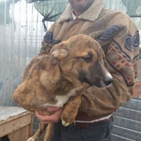 MANNY, Hund, Mischlingshund in Rumänien - Bild 21