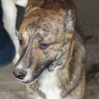 MANNY, Hund, Mischlingshund in Rumänien - Bild 22