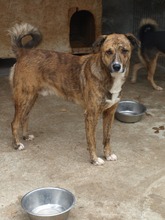 MANNY, Hund, Mischlingshund in Rumänien - Bild 23