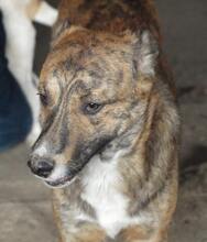 MANNY, Hund, Mischlingshund in Rumänien - Bild 24