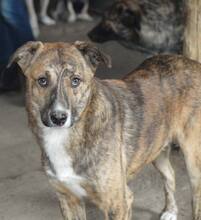 MANNY, Hund, Mischlingshund in Rumänien - Bild 3