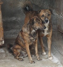 MANNY, Hund, Mischlingshund in Rumänien - Bild 6