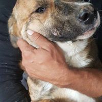 MANNY, Hund, Mischlingshund in Rumänien - Bild 8